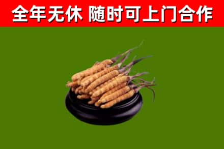 大方烟酒回收冬虫夏草.jpg